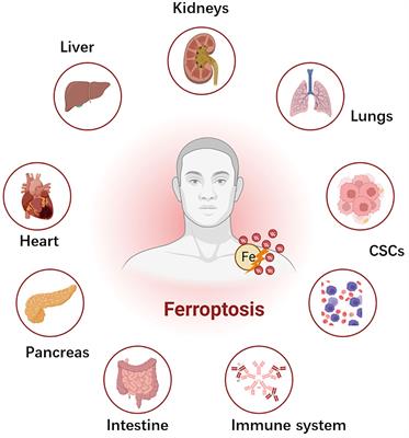 Exploring the relationship between anastasis and mitochondrial ROS-mediated ferroptosis in metastatic chemoresistant cancers: a call for investigation